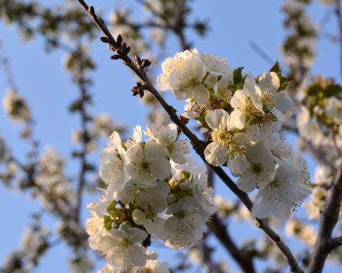 Gaylene Rose - Tree Blossoms